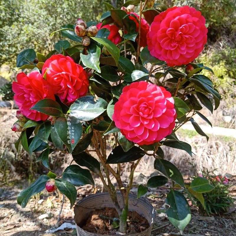 代表富贵吉祥的花草,有寓意的花草名