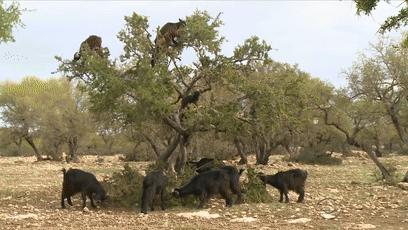 摩洛哥上树的羊,摩洛哥踢足球厉害吗