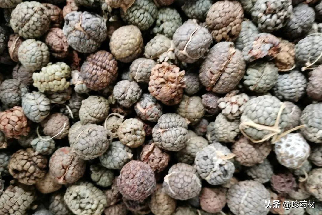 中药材市场快讯,土鳖药材市场