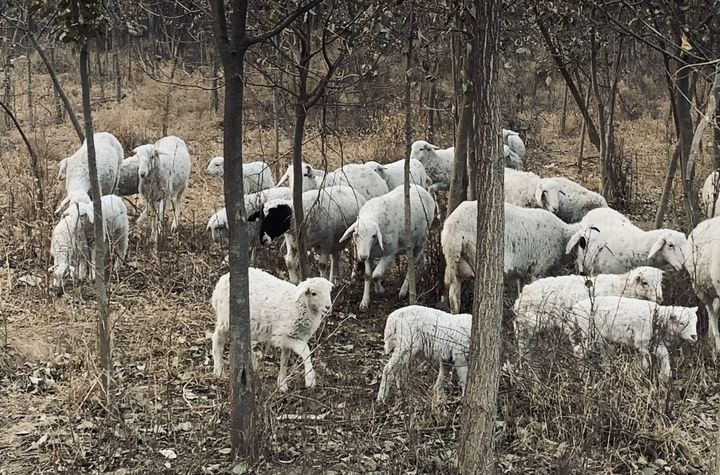 新手养羊这五点一定要了解,养羊的正确方法和感受