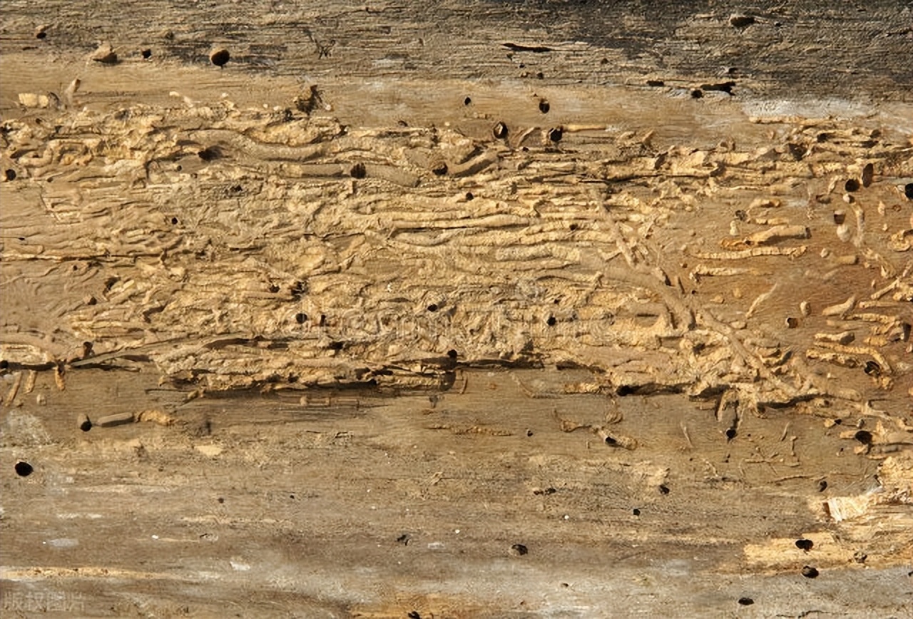 木质家具里的虫子怎么彻底清除,家具有蛀虫怎么消灭干净