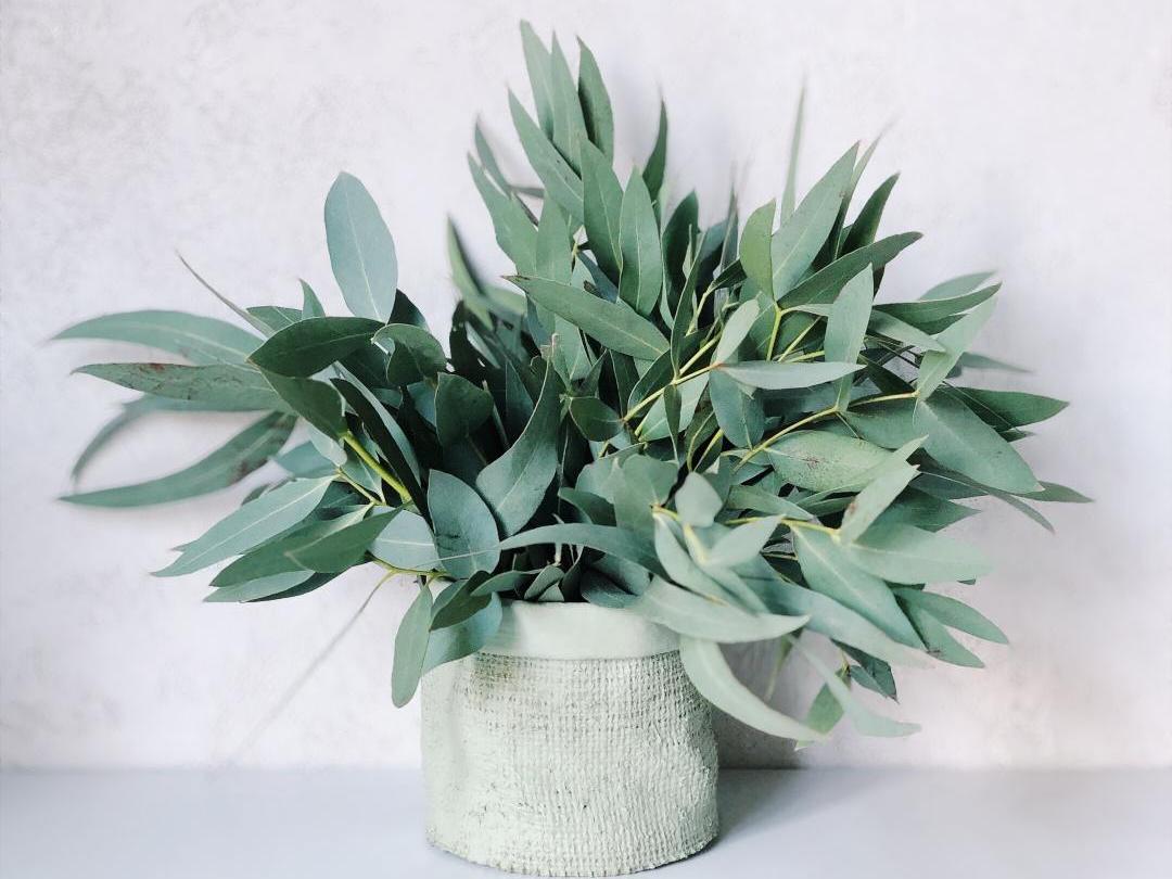 奶牛隐性子宫内膜炎,奶牛治疗子宫炎最好的抗生素