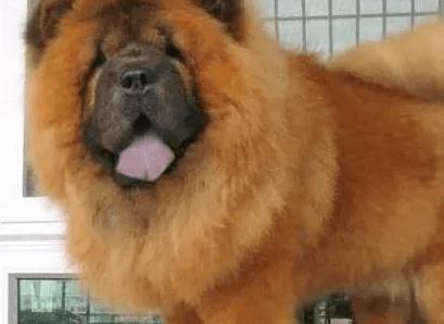 松狮犬的正确养法,松狮如何培养生活习惯