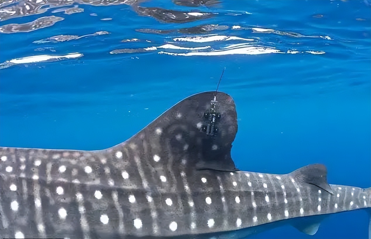 生态头条|地球上现存最大的鱼正在因与船只碰撞走向消亡？