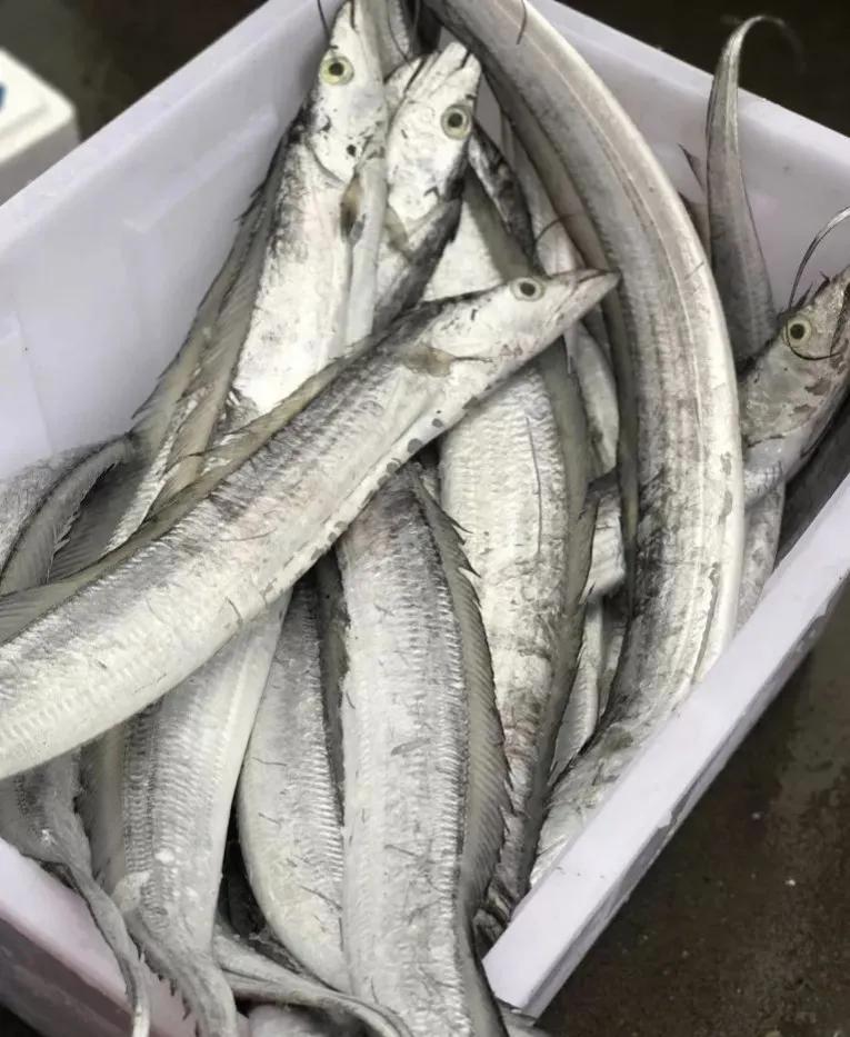 鱼类食材大全名称图片,鱼类菜谱大全100种