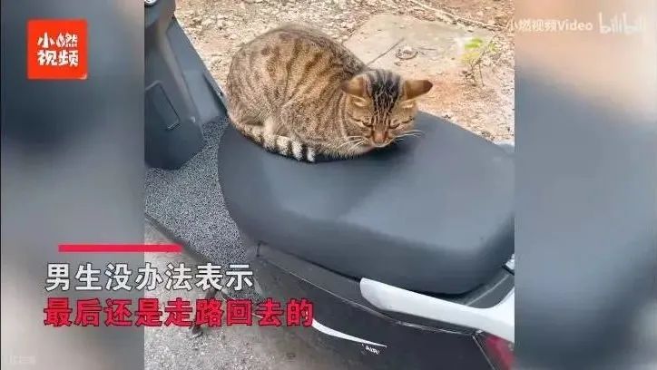 被黑天鹅打了,被黑天鹅打了一顿