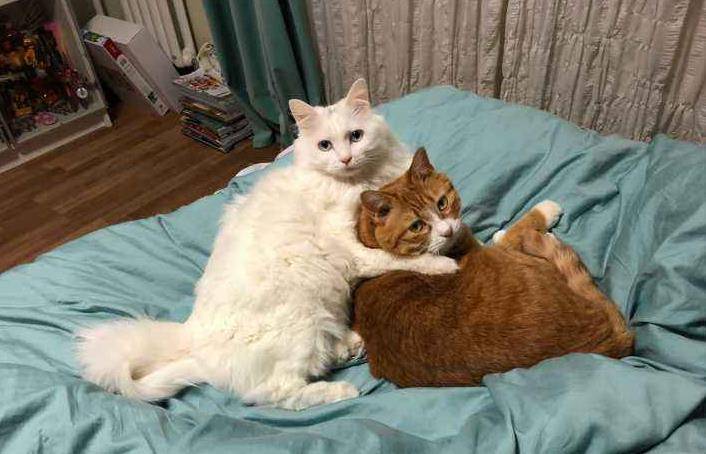 为什么不能强行分开猫咪,为什么猫咪配对时被打断