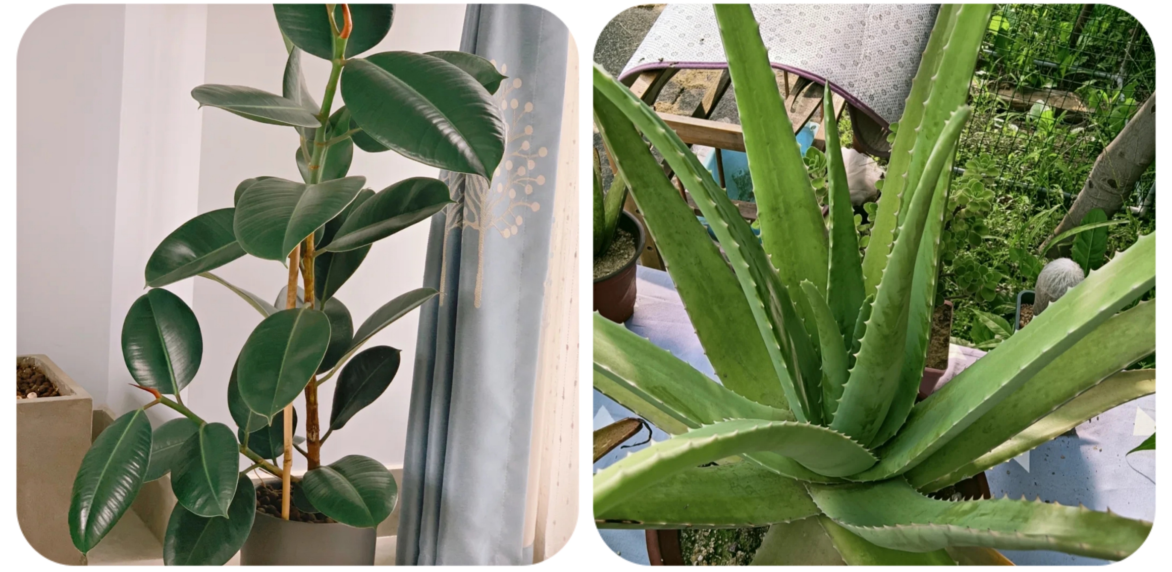 100个阳台养什么花好,100种阳台养的花草