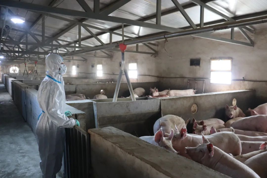 聚焦三抓三促凝神聚力促发展,凝神聚力谋发展务实笃行开新局