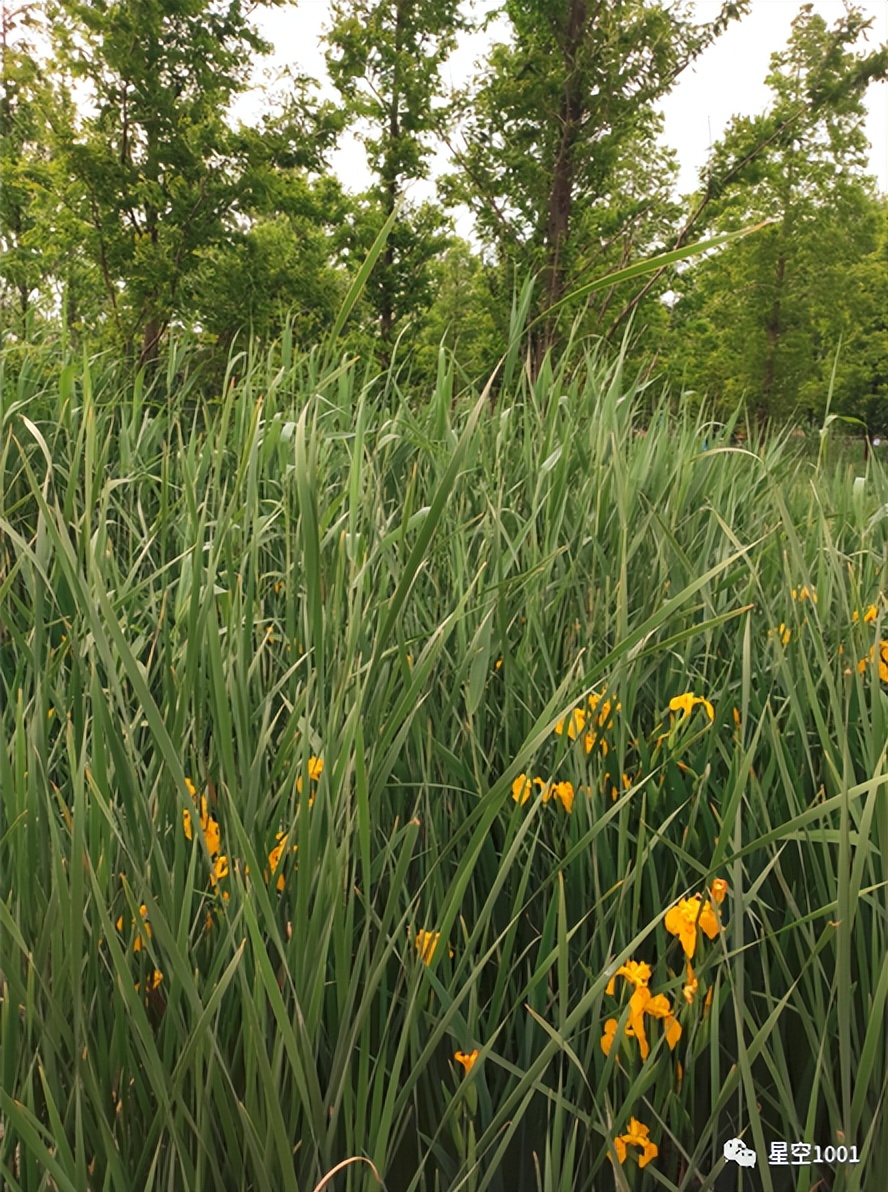 可爱花伴侣，相伴经年