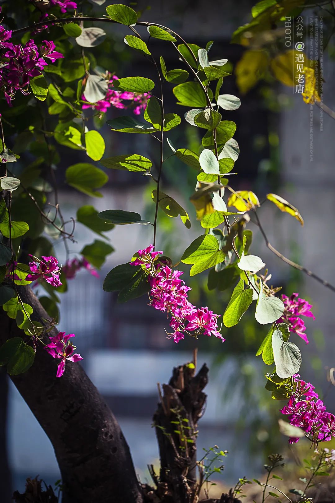 攀枝花是一种什么花,什么是攀枝花铁树