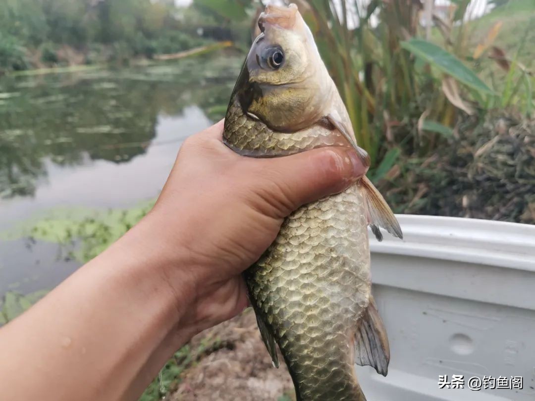 改掉3个坏习惯，鱼线多用好几年！聊聊鱼线起毛、损伤的问题