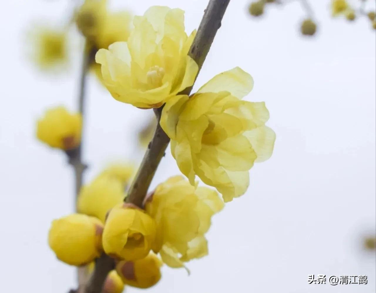 蜡梅夏季管理,秋季腊梅管理