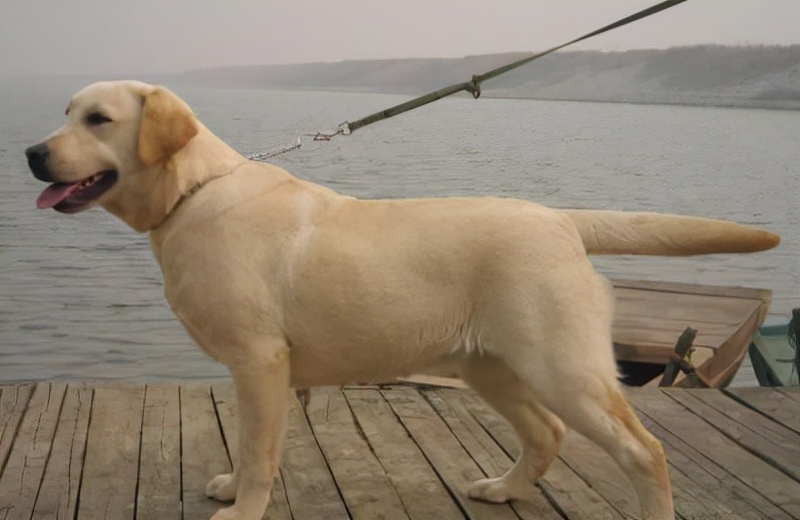 不建议饲养拉布拉多犬的几个理由,养拉布拉多不得不知的6件事