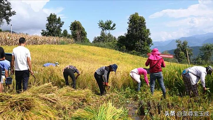 专家回应水稻上山的问题,水稻上山为什么引起这么大争议呢