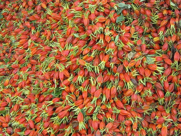 栀子果实泡水喝的功效与作用,栀子果的性味归经及功效