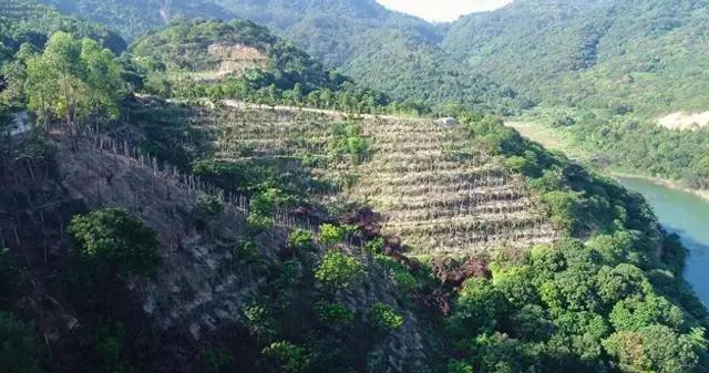 东莞特色莞香,东莞的莞香来历