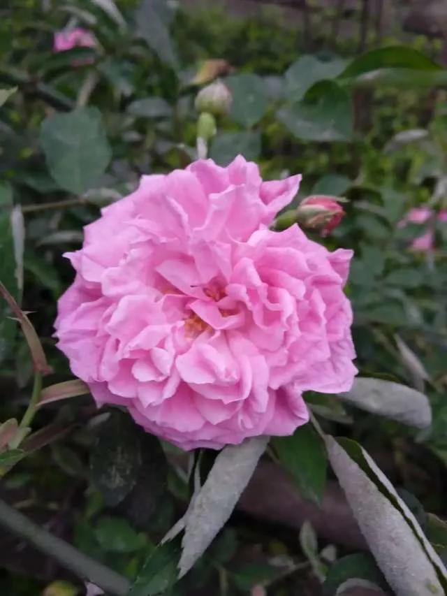 想要拥有自己的一间花店,好想拥有这样的一间花店