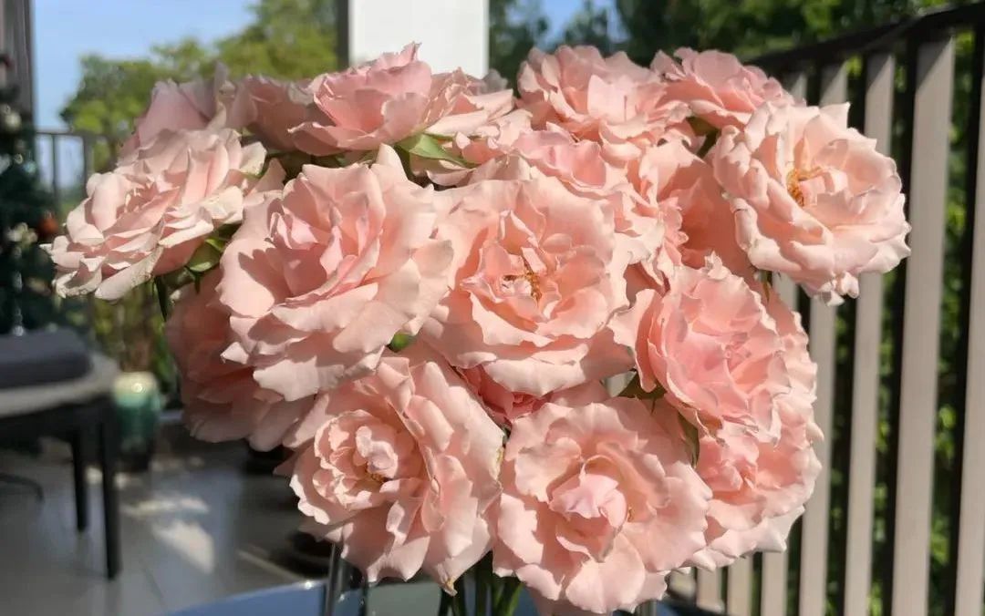 鲜花在水里能养几天会死,新加坡盆栽花卉怎么养