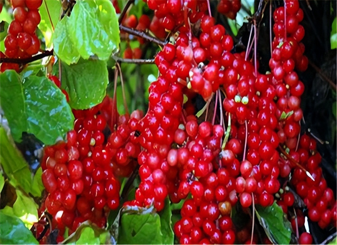 治疗心力衰竭中药处方,心力衰竭强心利尿