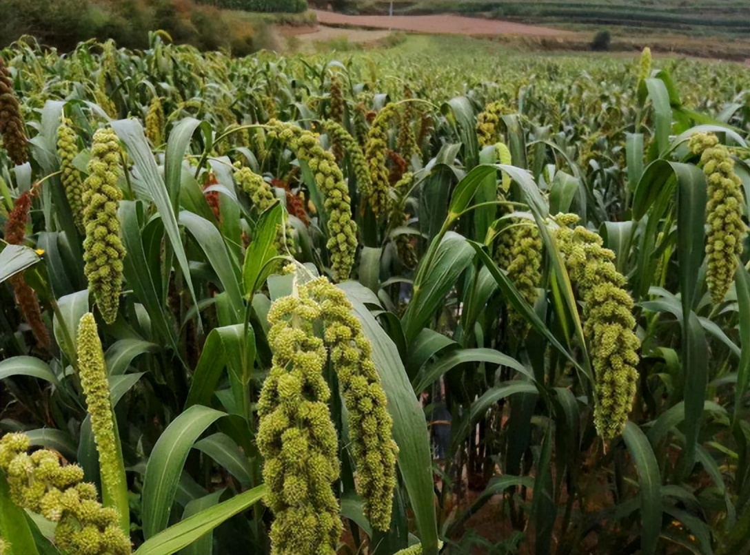 农业产业周报｜先正达集团、豫园股份、鲜丰水果、北大荒最新动态