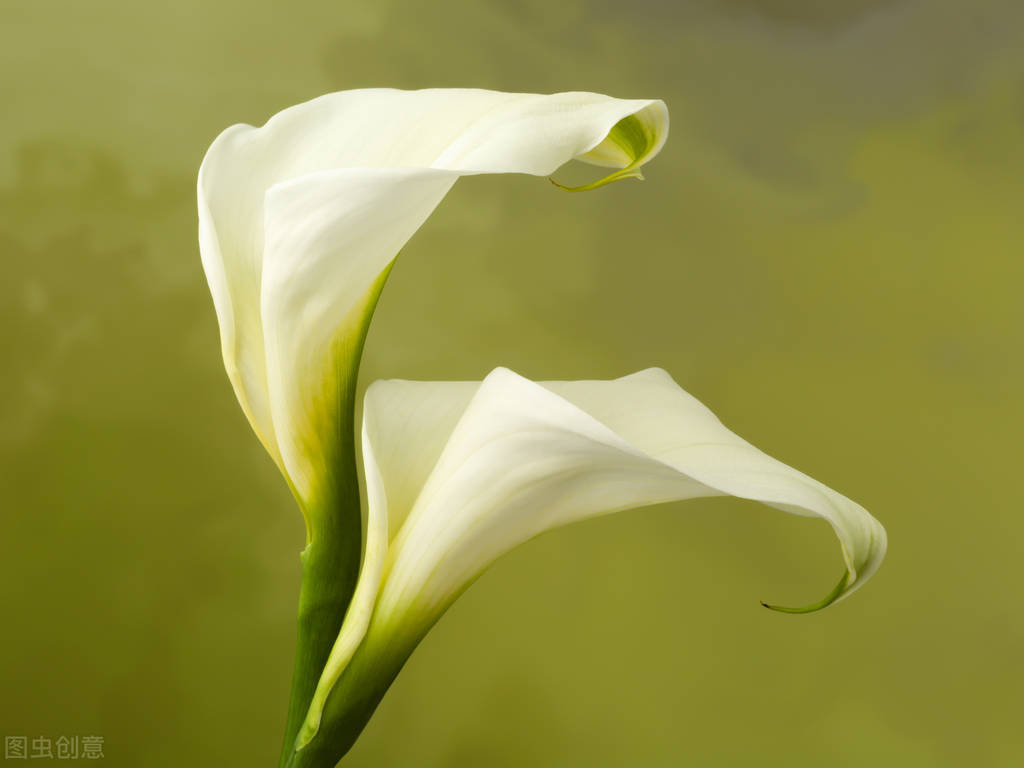 菊花百合花马蹄莲太阳花花语,酒红色马蹄莲花语象征与寓意