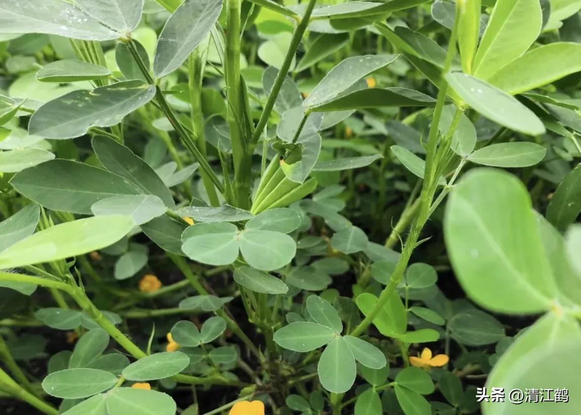 人称“蜂花醇”，有“9大增产用途”，对照使用，可提质增效