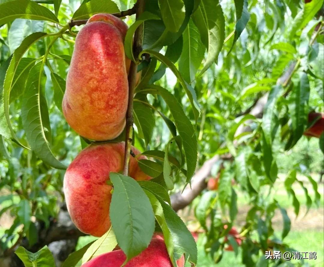 怎样辨别叶面肥好坏,叶面肥怎样选择真假和用量