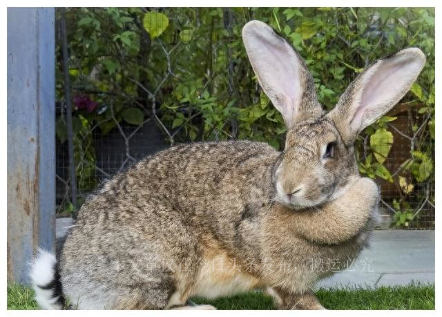 mrna疫苗的研发历程,mrna疫苗的发展趋势