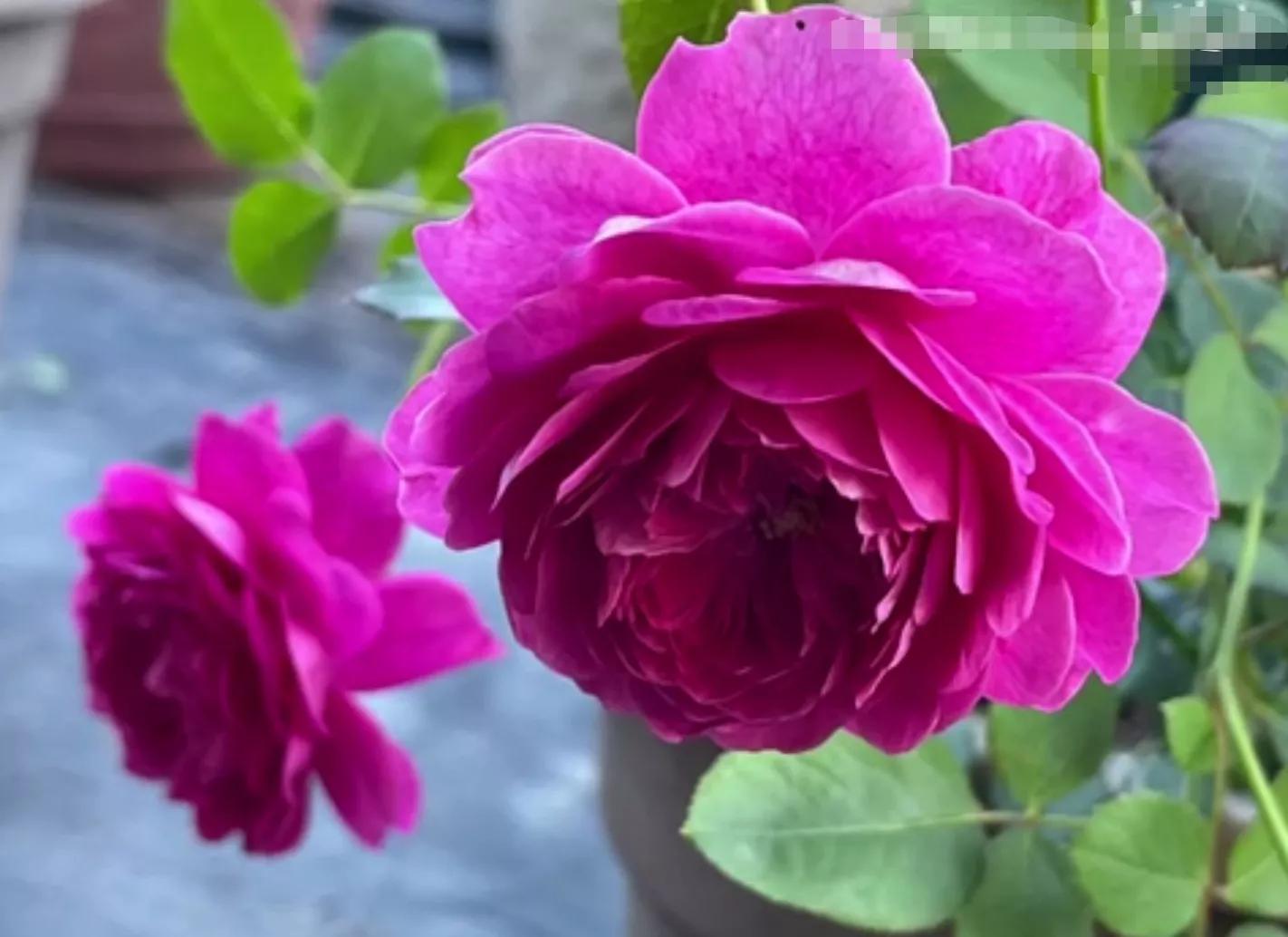 常见切花月季一览（45）