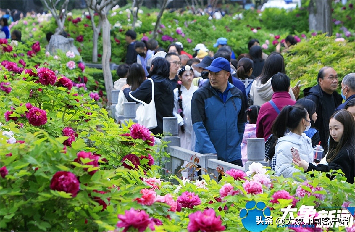 花开时节动京城最美不过洛阳城,花开时节动京城洛阳