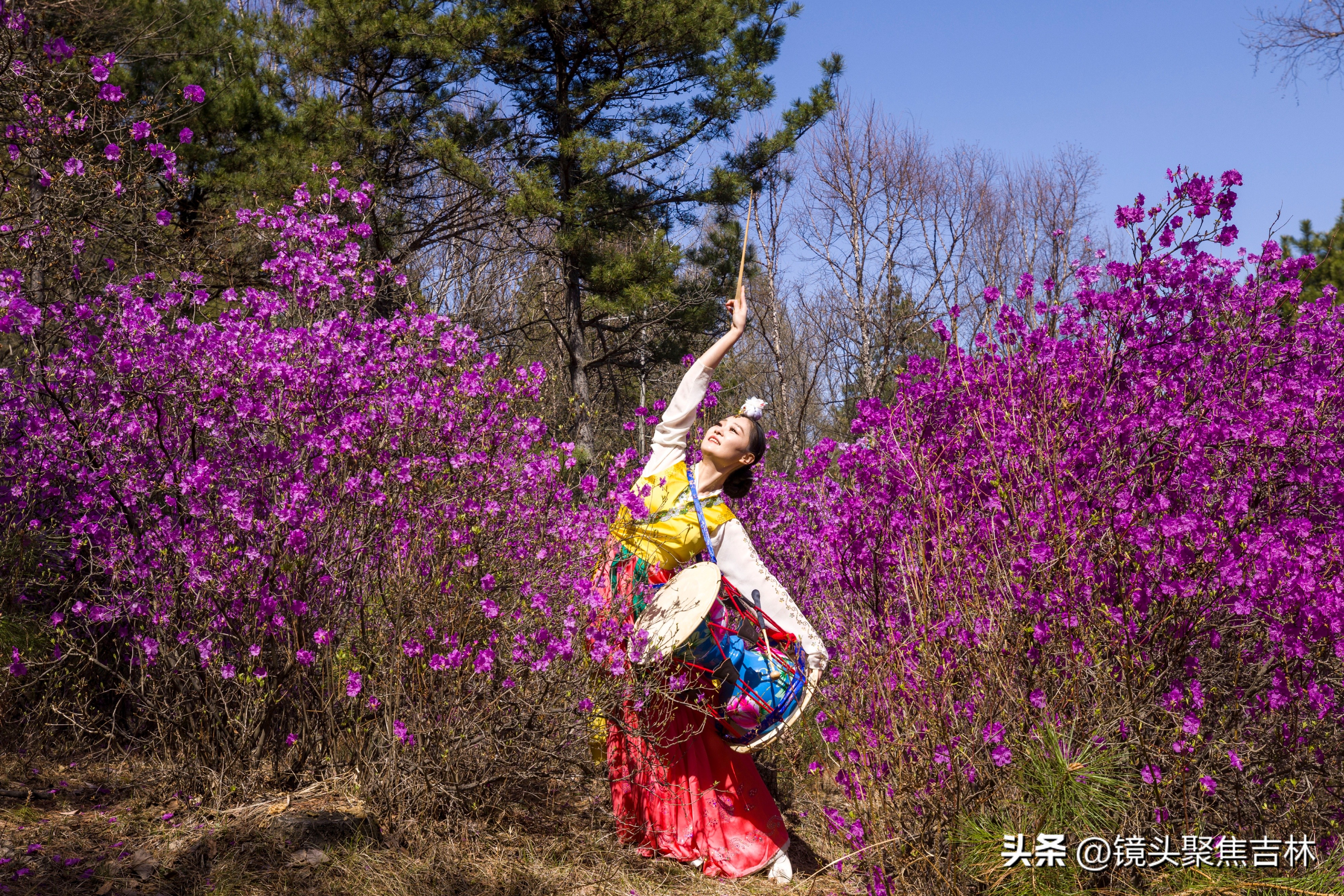 *光春**明媚吉林延边州金达莱花开美如“童话世界”