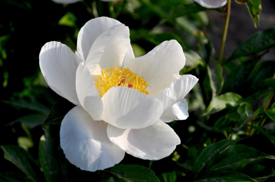 芍药牡丹的诗句,芍药的诗词鉴赏