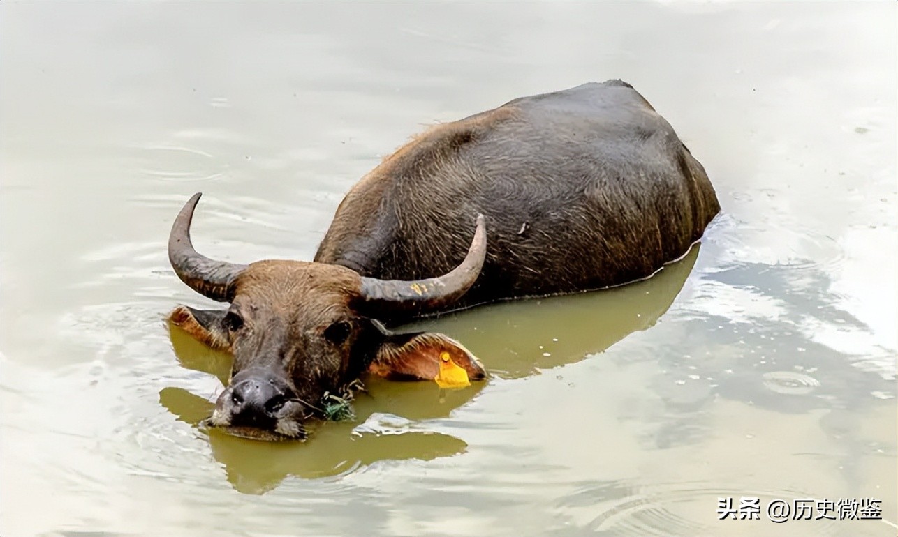 一头成年水牛值多少钱,二十几年的水牛值多少钱