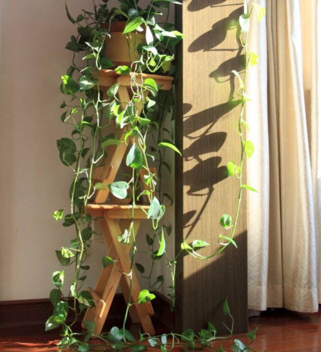 绿萝喜欢浇什么水才能长得旺,绿萝浇什么水它能长得特别旺盛