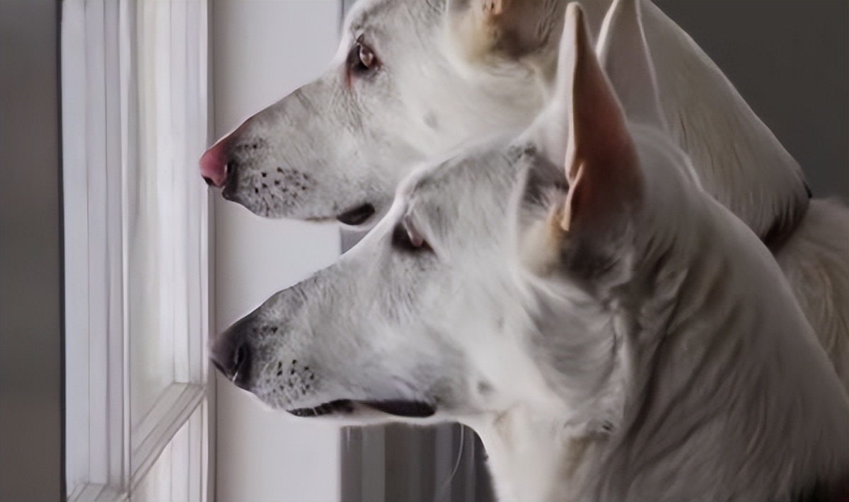 狗狗这几种行为把你当亲妈,狗狗把你当妈的表现