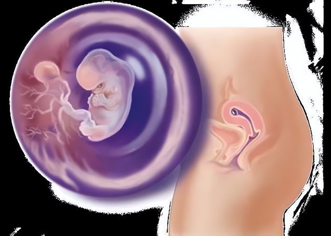 从受孕到分娩约四十周,从受孕到婴儿每天的变化