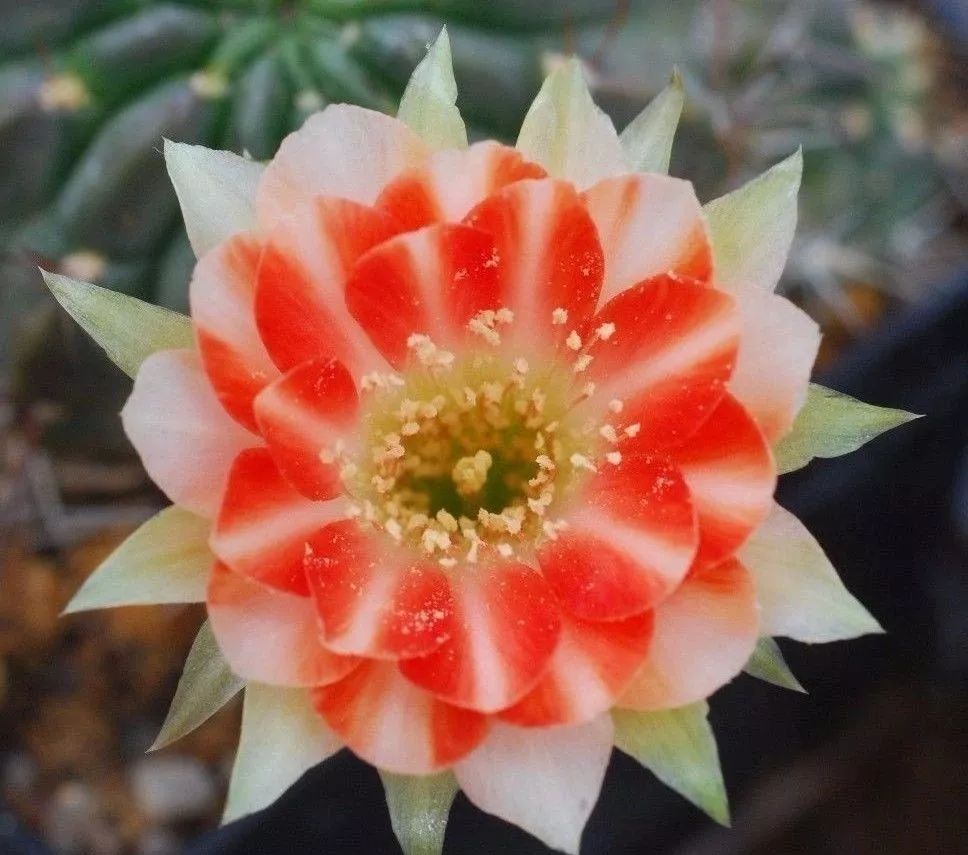 200种·仙人球开花图鉴，大开眼界，美到爆