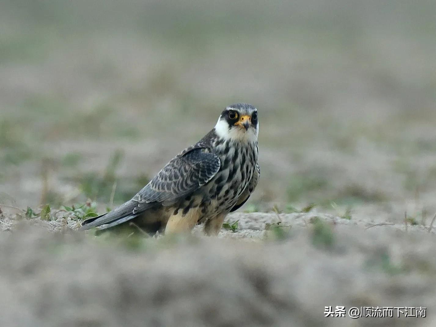 红脚隼叫声,红脚隼