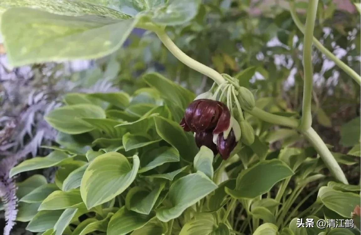 人称“江边一碗水”，荒野3月开紫花，细读栽培“5措施”秒懂种植