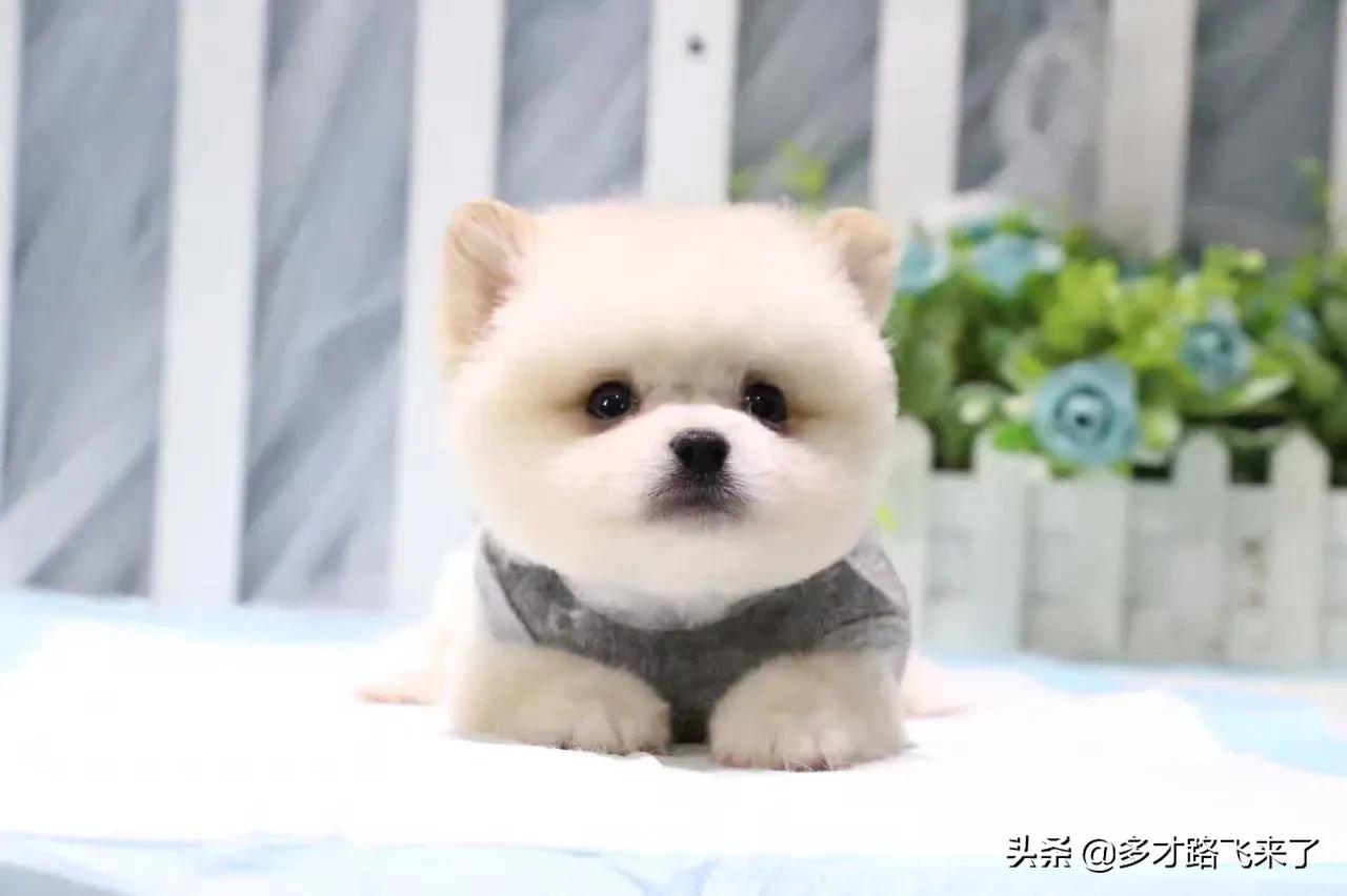 十二星座茶杯犬,茶杯犬图片高清壁纸