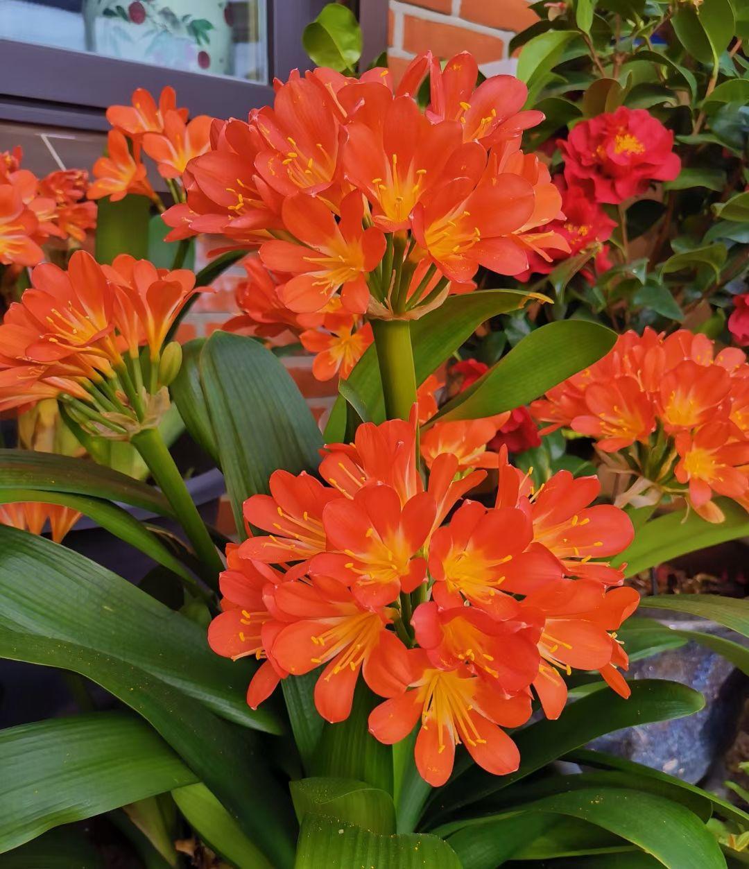 花卉市场如何挑选君子兰才能开花,目前花市卖的君子兰是什么品种