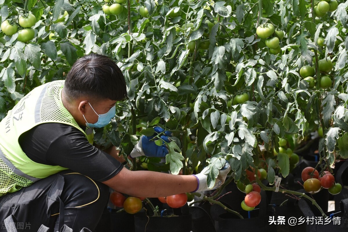 死苗烂棵防治技术及土壤修复解析,泥土板结僵苗