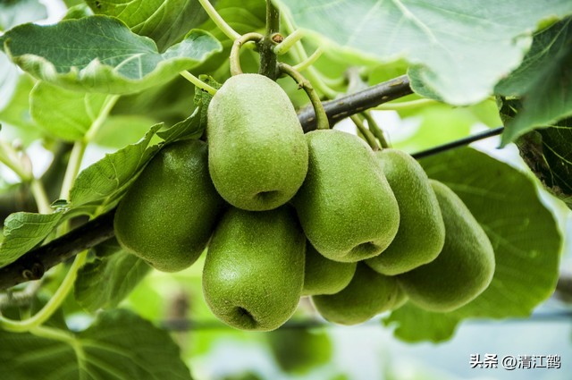 今年猕猴桃树冻害哪个省严重,猕猴桃如何防霜防寒