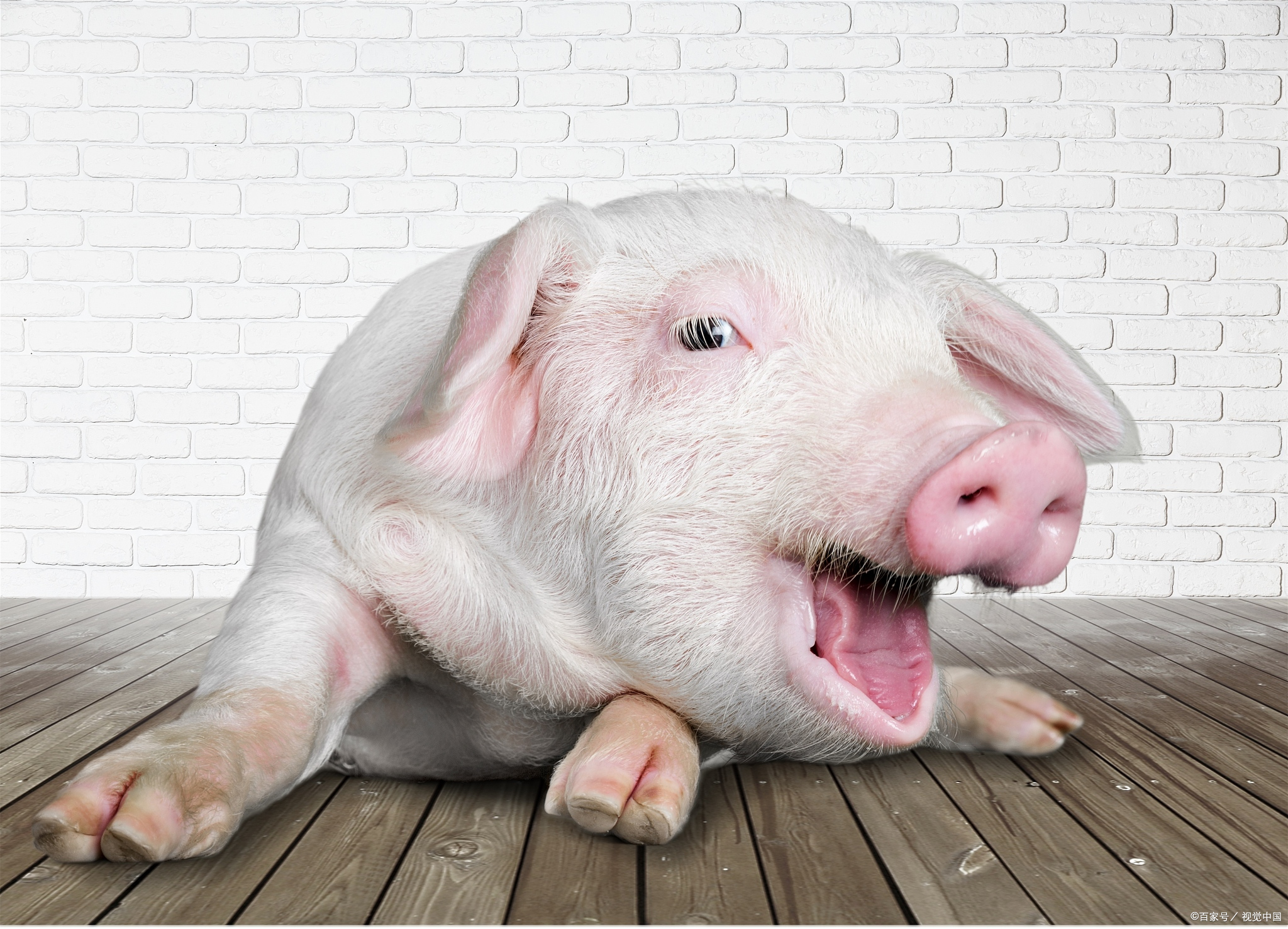 猪长癞子怎么办,猪长红疙瘩用什么药治疗站不起来