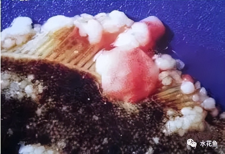 鱼类肿瘤治疗视频,鱼类淋巴囊肿病症状及防治