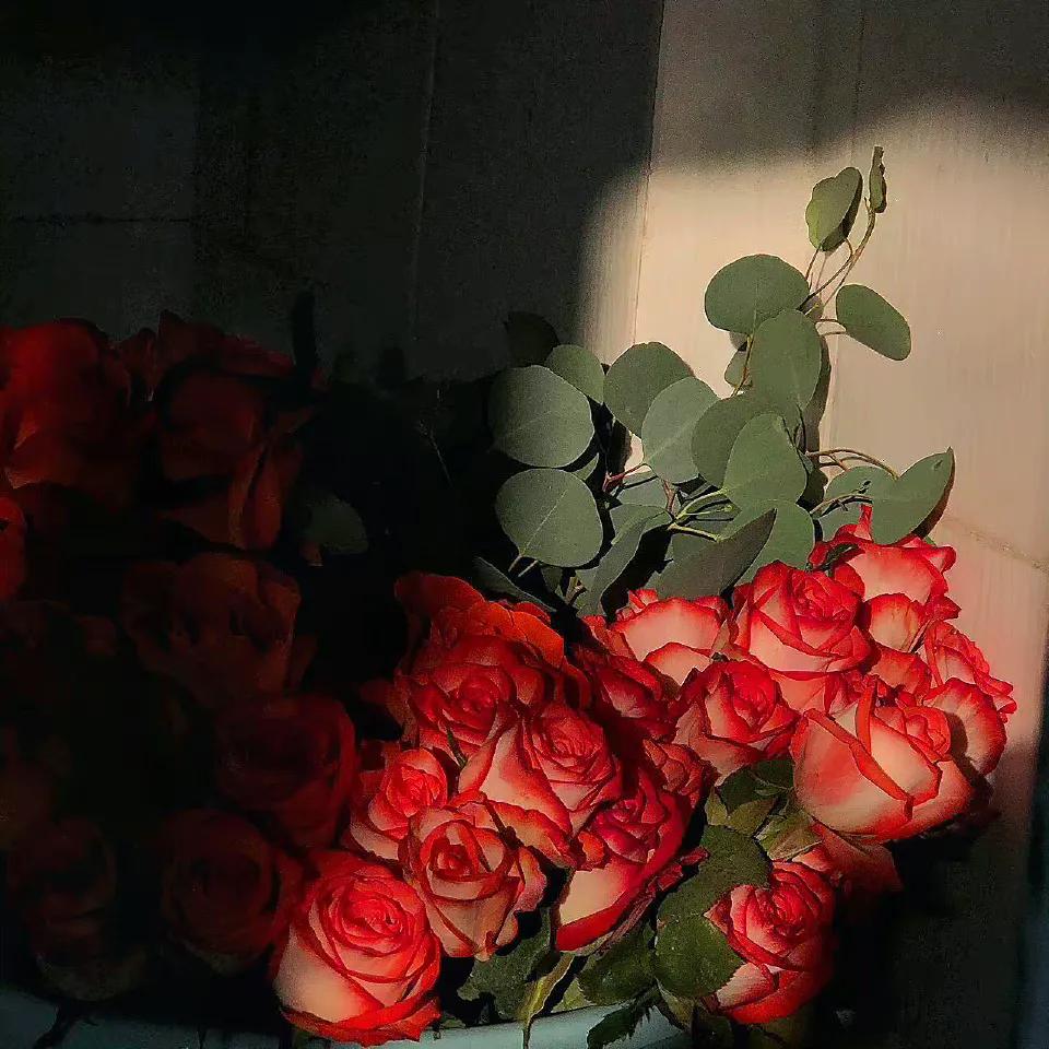 玫瑰花怎样醒花后再插,玫瑰花需要醒花吗