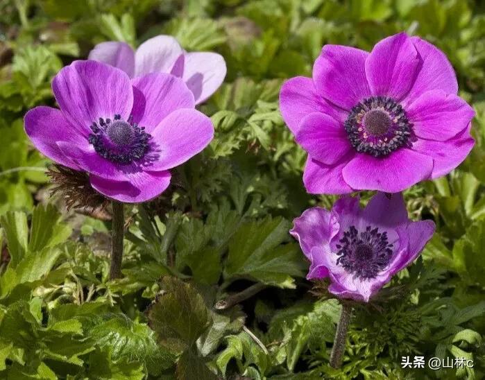 鲜花五彩缤纷争奇斗艳,最美鲜花一年四季都在争艳怒放