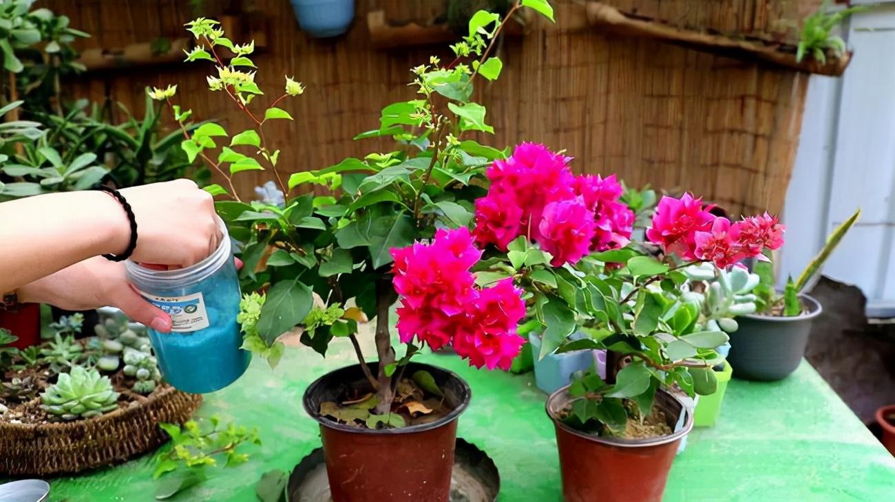 虎刺梅大花品种磷酸二氢钾,磷酸二氢钾促花促果用多少倍