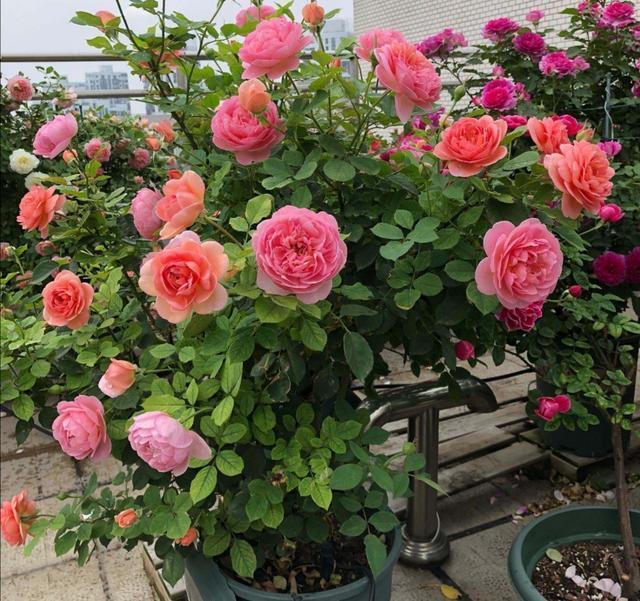 十种花不宜在室内养,这4种花最好别养在室内